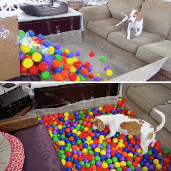 This owner who created a ball pit at home for their dog: