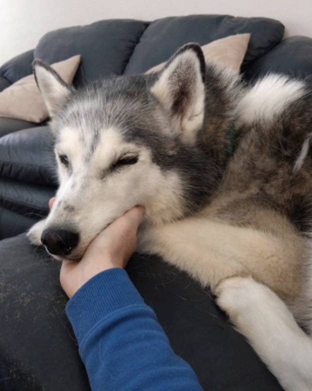Resultado de imagen para husky staring