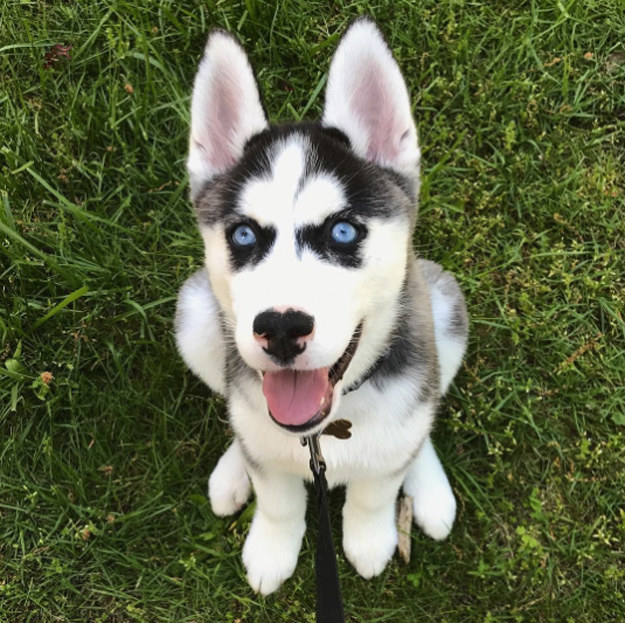 17 Pictures Of Siberian Huskies That Will Warm Your Doggy Loving Heart