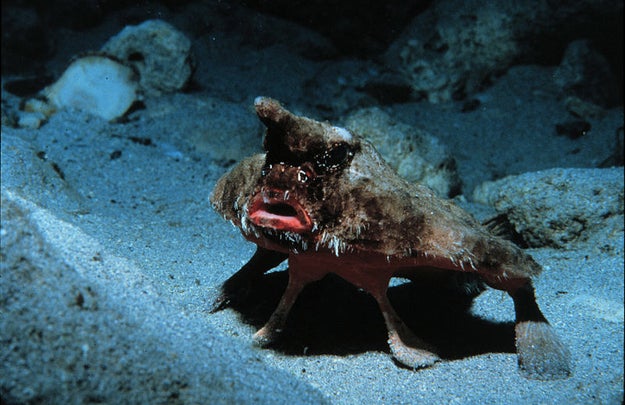 Roughback Batfish