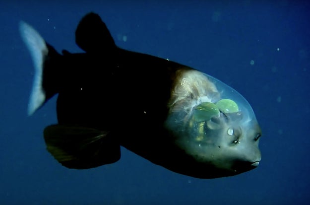 Barreleye Fish