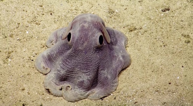 Dumbo Octopus