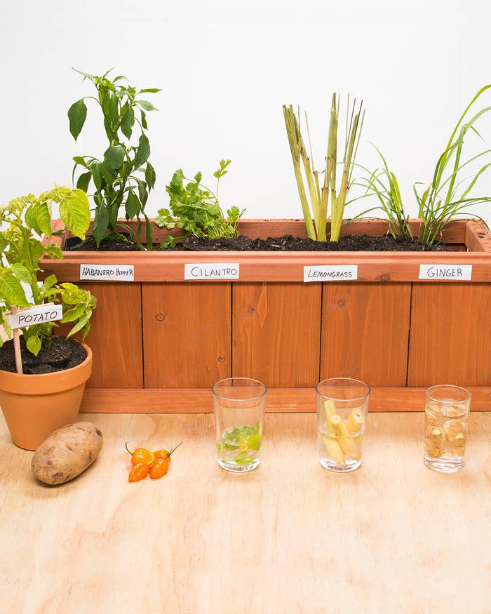 You Can Grow Your Own Groceries At Home From Old Kitchen Scraps