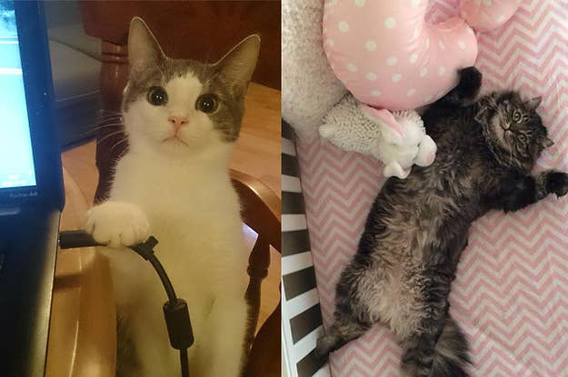 41 Wtf Cat Pictures That Will Make You Laugh Every Time