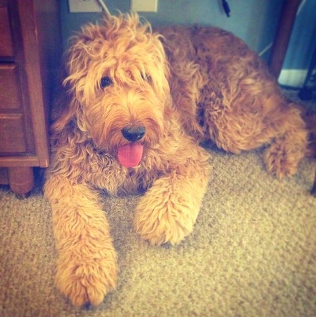 She is the prettiest ball of fluff ever.