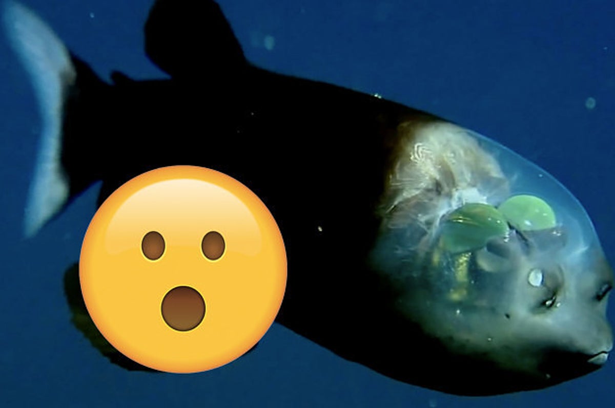 14 Ocean Animals That Look Like Something Straight Out Of Your Nightmares