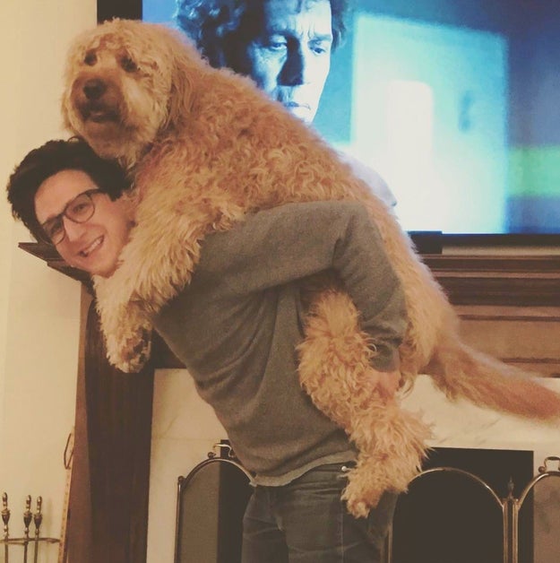 If you've seen the Netflix series Love, then you know who Paul Rust is. But, what you don't know is who his dog is.