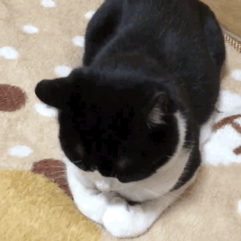こりゃたまらん・・・😻