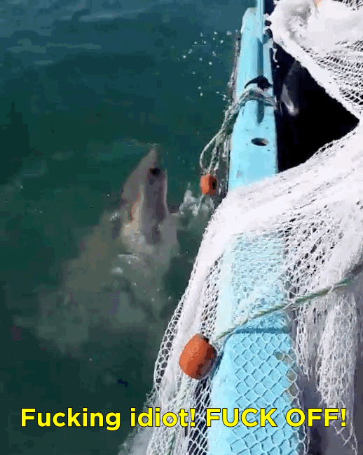 Download 430 Koleksi Gambar Gif Ikan Hiu Paling Baru Gratis HD