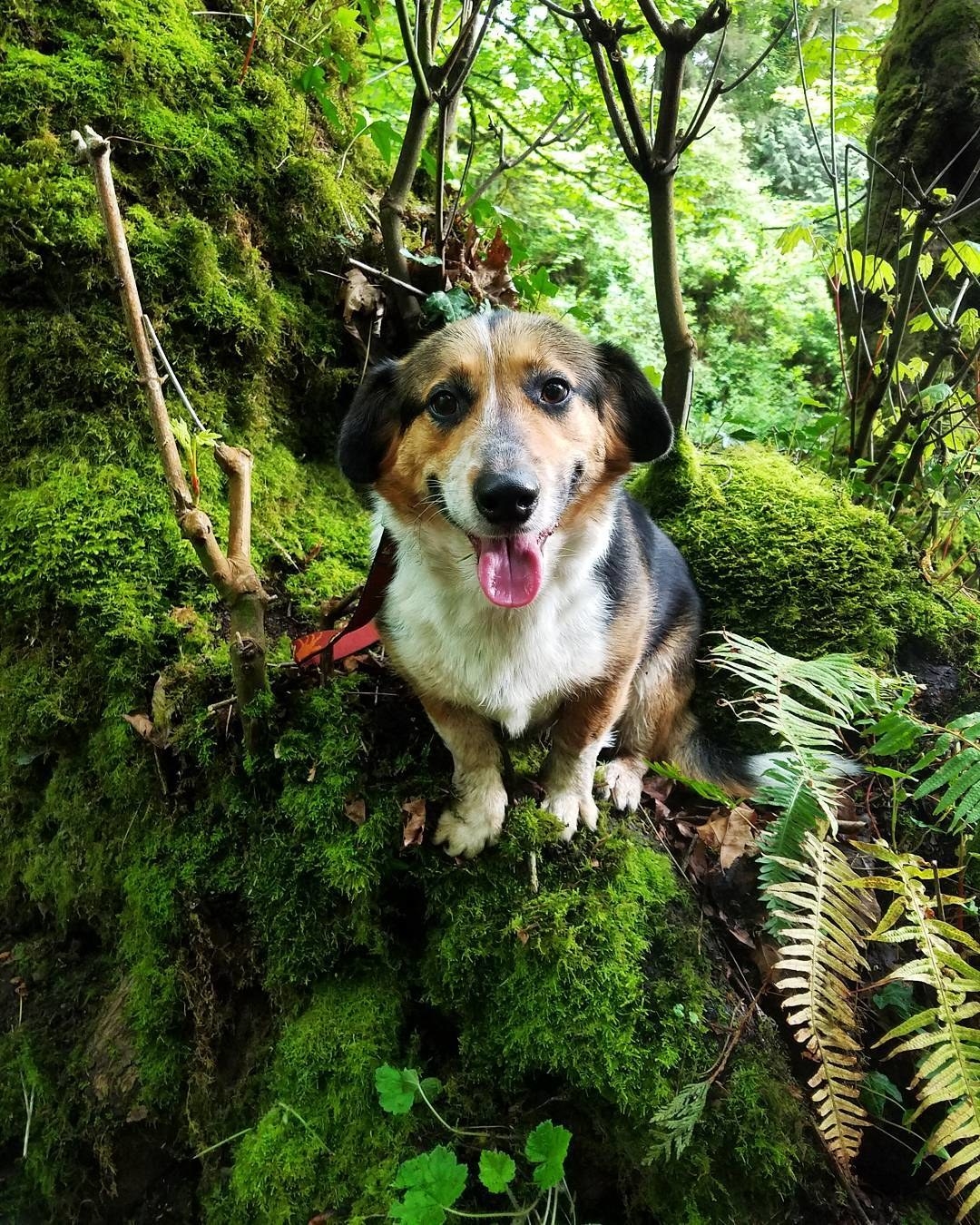 Corgi Mixed Breeds Just Look Like They've Gone Undercover And TBH It's ...