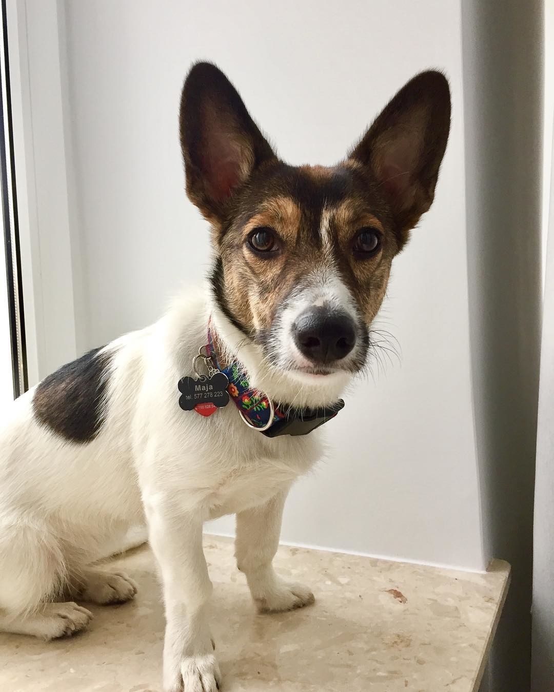 Rat terrier store and corgi mix