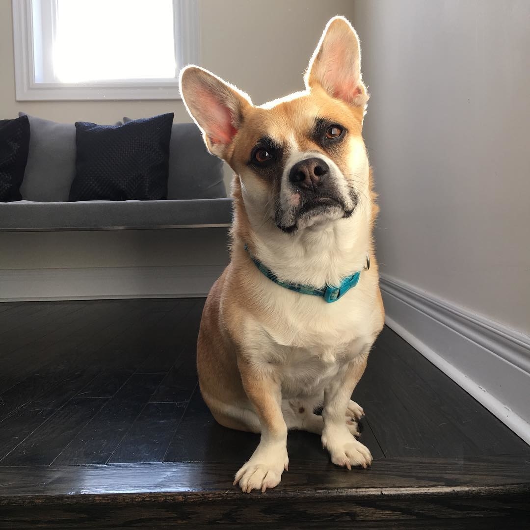 Corgi boston best sale terrier mix