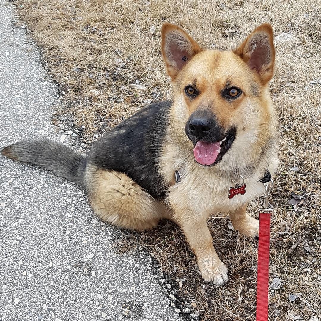 Corgi crossed deals with other breeds