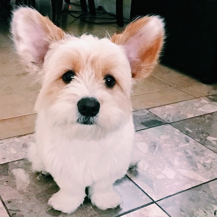 Corgi and hot sale schnauzer mix