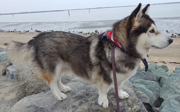 Then they suddenly look as if you simply disguised a Corgi as a different dog. Like here, as a Husky: