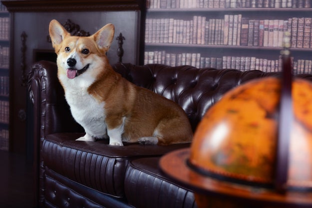 This is what a Corgi looks like: