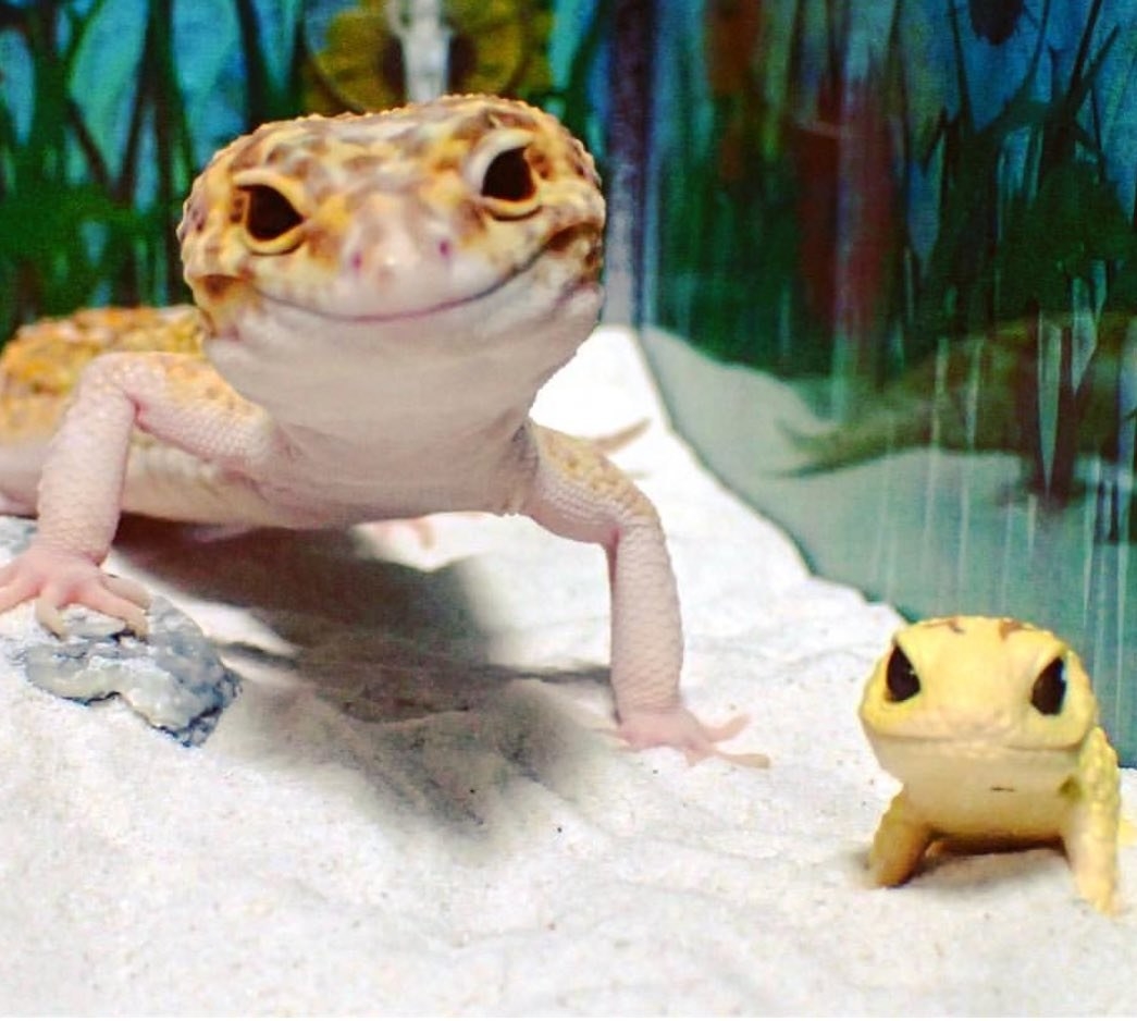 They're more photogenic than I am, TBH.