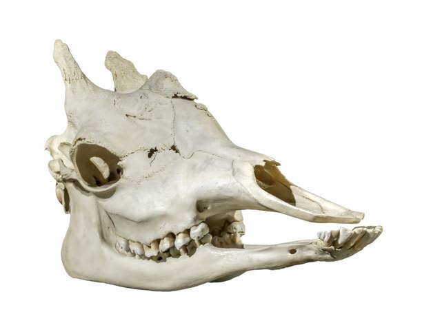 What Kind Of Head Was This Skull Inside Of?