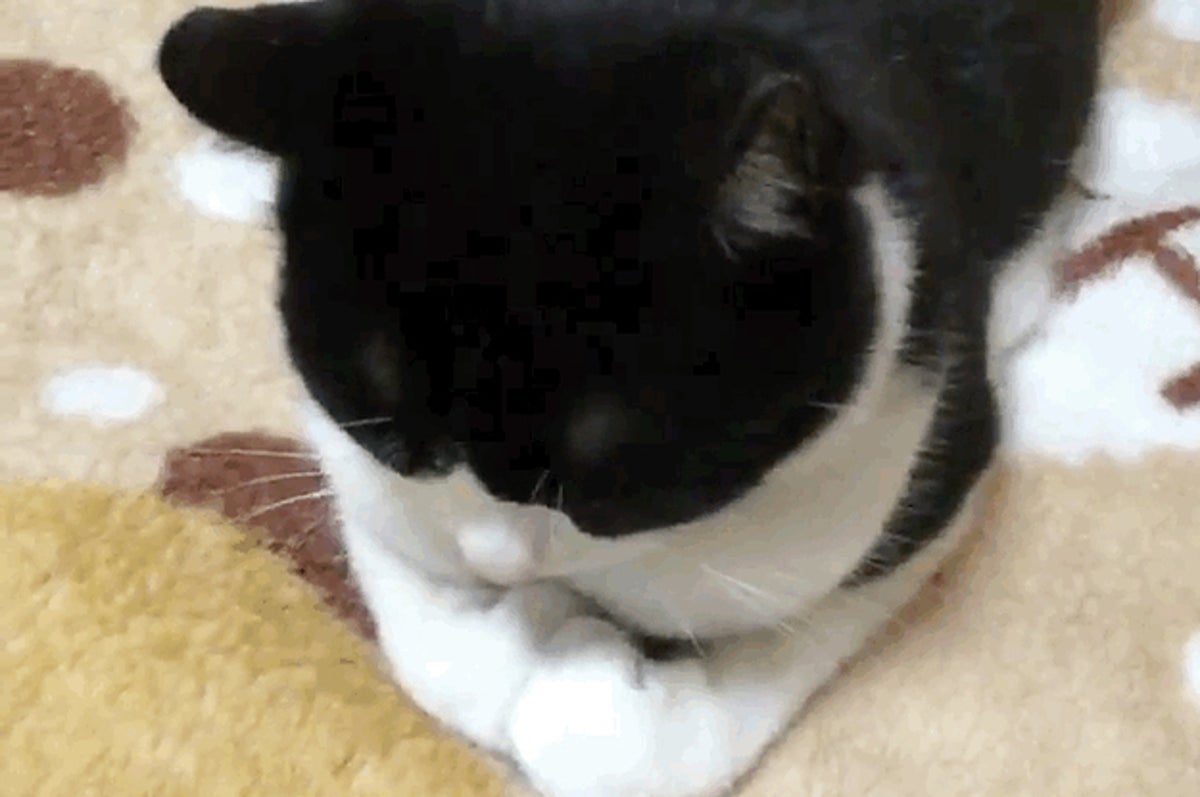 猫が ごめん寝 する瞬間の動画が話題 永遠に見ていたいのでgifにした