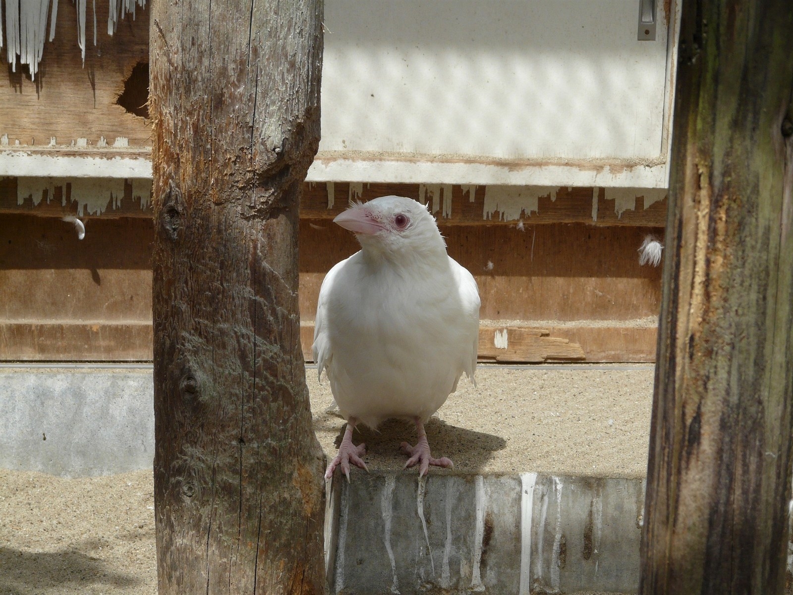 全身が白く生まれた美しい動物たち 京都府では珍しい真っ白な