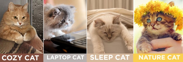 Which cat will you be this weekend? Answer the questions below to find out.