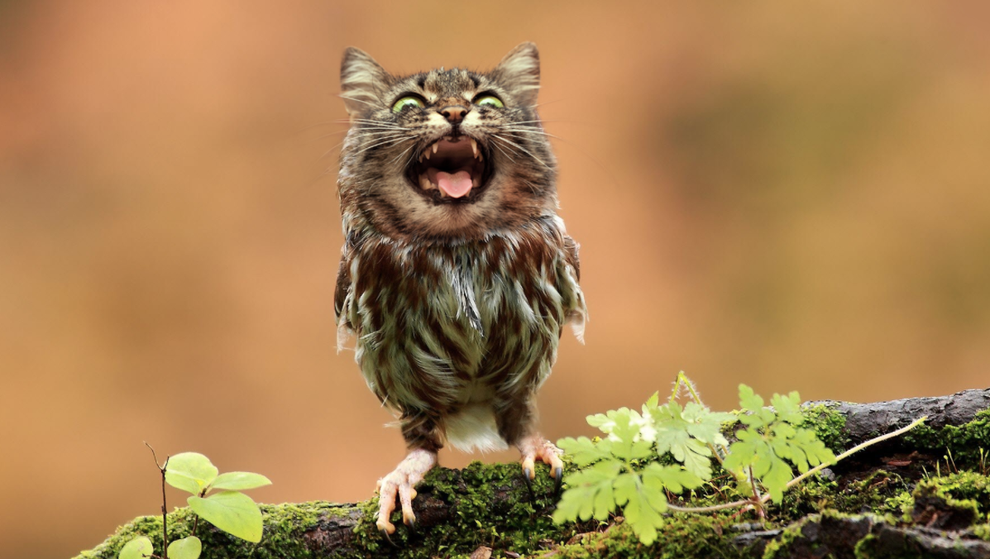 15 Owls With Cat Faces Because Who Knows Why...