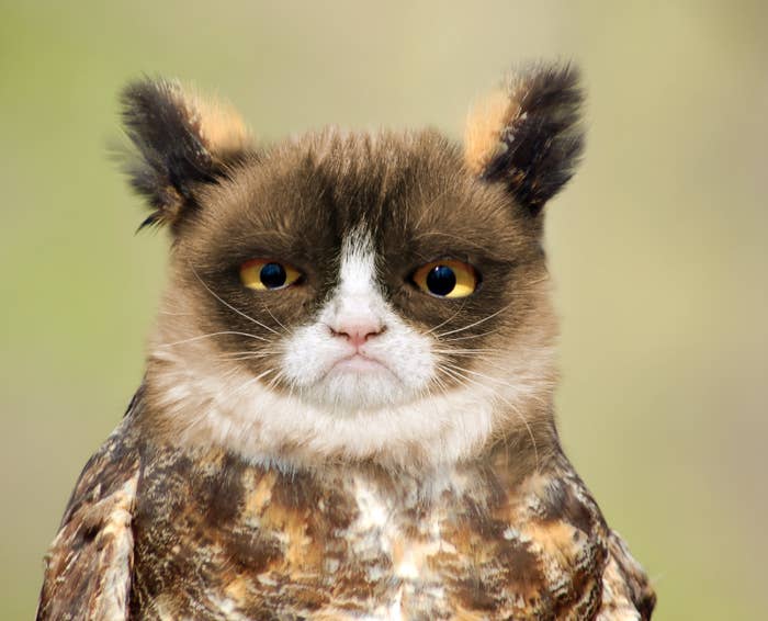 Cat owl top