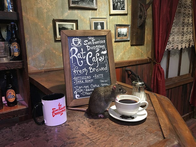 For just $50, people can "sip their coffee while seated at bistro-style tables, nicely draped with red and white gingham tablecloths...all while being surrounded by live rats." You will get coffee, tea, or water, and a breakfast pastry.