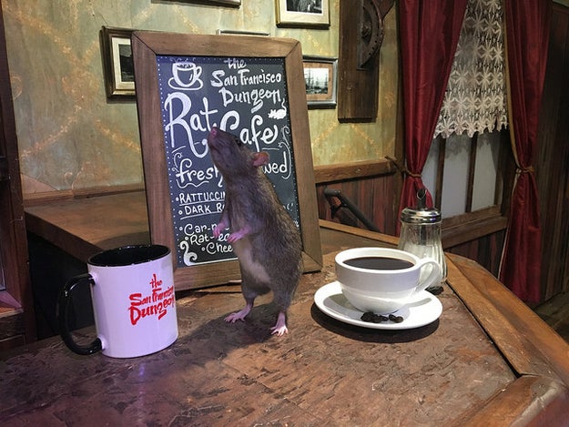 Have you ever been enjoying a coffee, tea, or nice breakfast pastry and thought to yourself: "A rat crawling on the table would make this a much better experience." Well, you're in luck, if you are in San Francisco, that is.