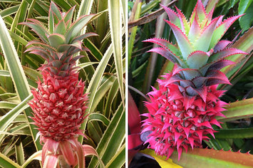 Featured image of post Simple Way to Pink Pineapples For Sale Uk