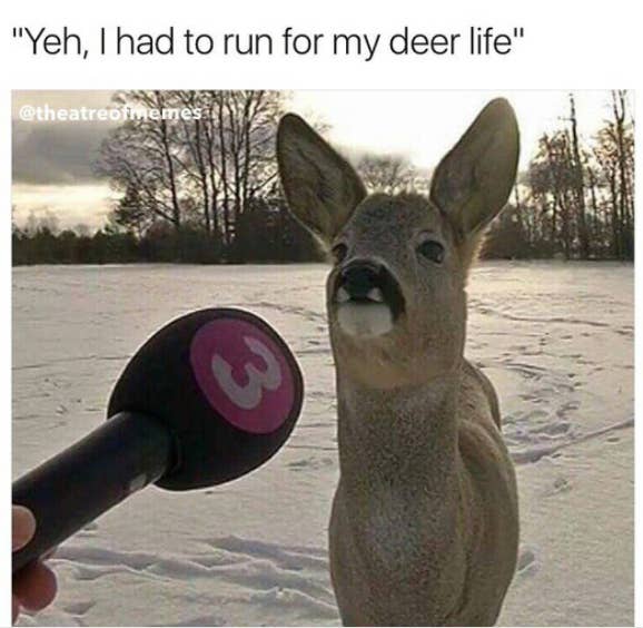 Dare You Not To Laugh At These 23 Animal Memes