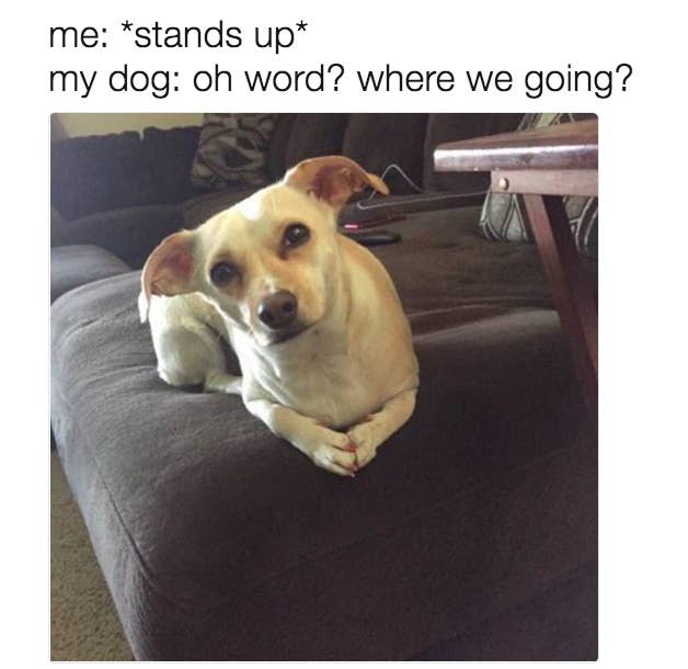 Dare You Not To Laugh At These 23 Animal Memes