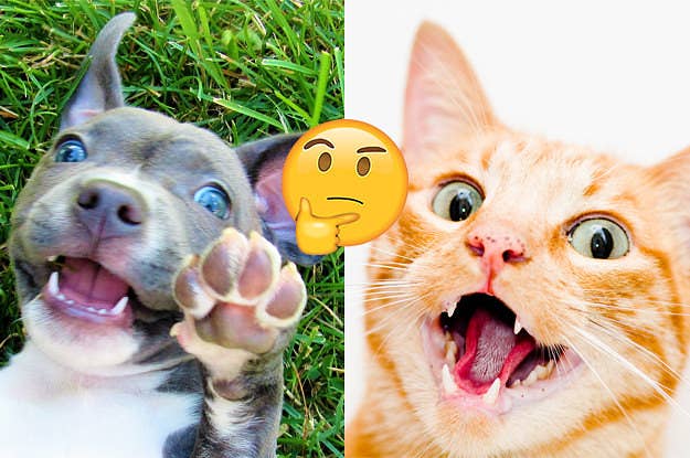 We Know With Certainty If You Re A Dog Person Or A Cat Person