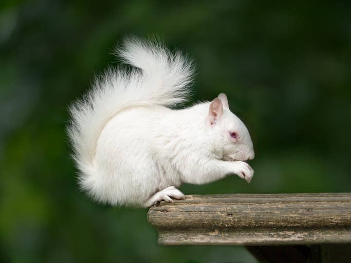 全身が白く生まれた美しい動物たち 京都府では珍しい真っ白なカラスが見つかる