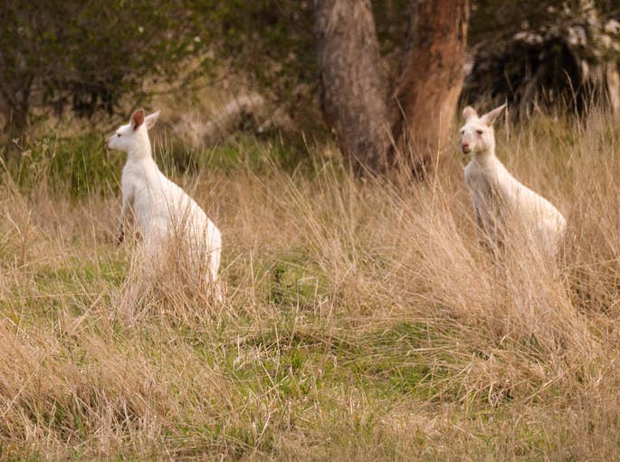 全身が白く生まれた美しい動物たち 京都府では珍しい真っ白なカラスが見つかる