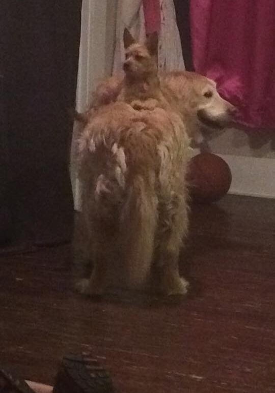 'My mom and I couldn't believe it,' she said. 'And we just kind of looked at them and looked at each other in a simultaneous 'What just happened?' kind of moment.'Since then, whenever Burkhart comes home on weekends, Bella rides Hank around — especially since they figured out it gets them a lot of attention.'I go home all the time, and the moment Bella walks through the door, her and Hank go CRAZY,' she said. 'They just hang out all day, which in turn means she rides him around the house.'