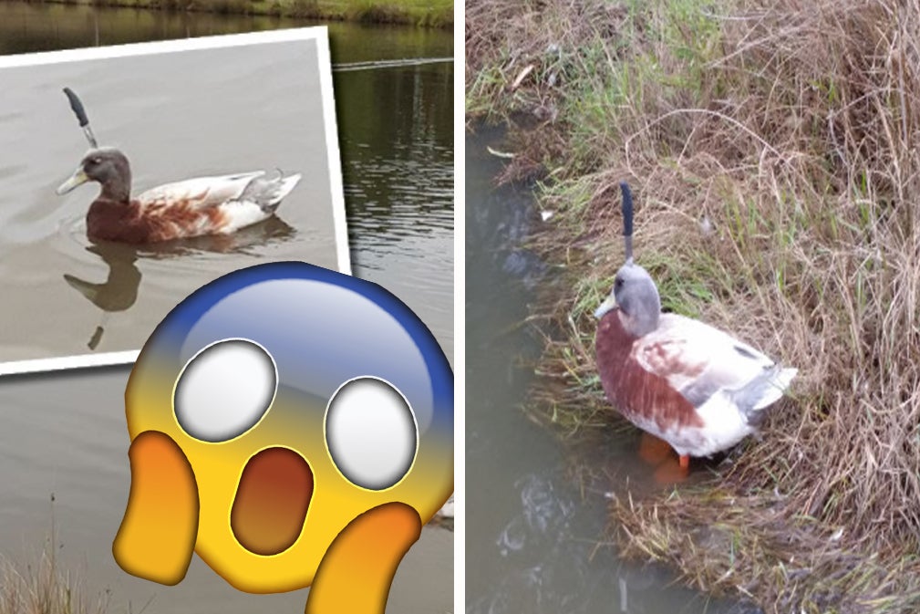 People Are Seriously Upset After A Duck Was Photographed Wandering