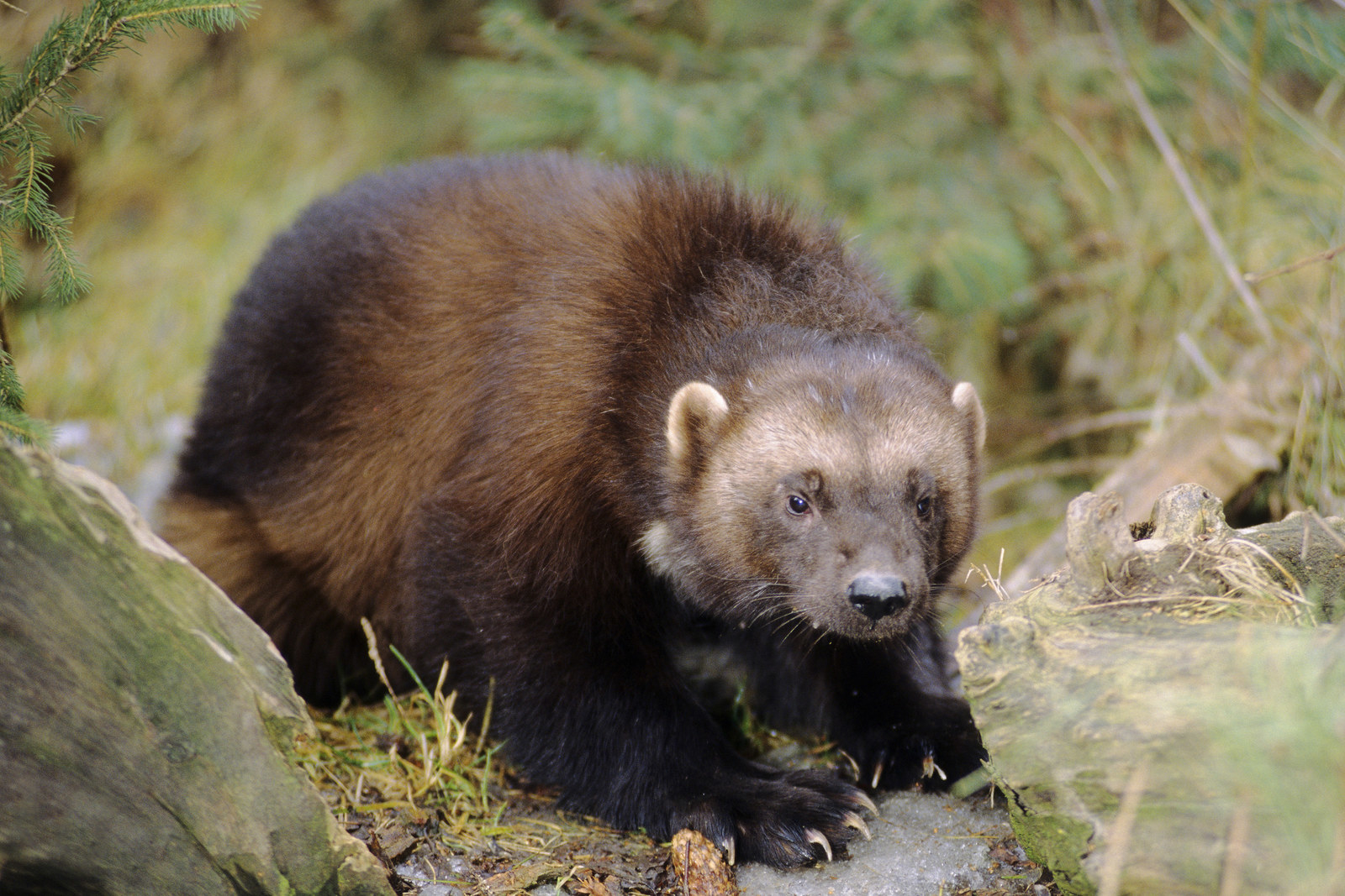 Hugh Jackman Didn't Know Wolverines Actually Exist And Why Is This So Funny