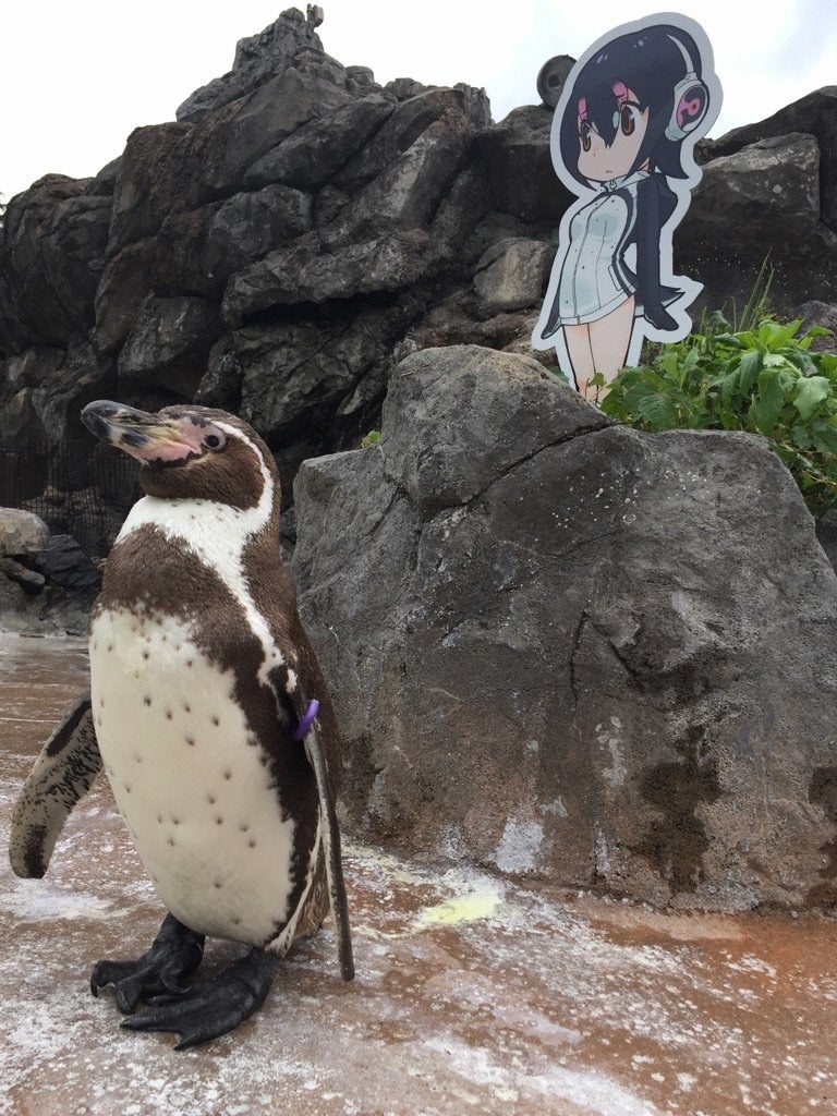 妻に見捨てられ アニメキャラに恋するペンギン 悲しい過去があった