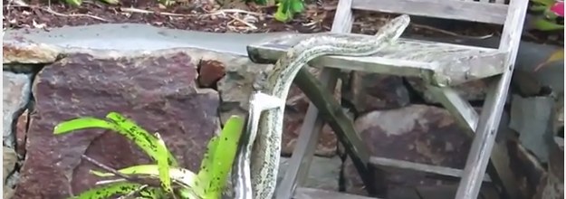 Clash of the pythons: Two snakes battle it out in shower before Qld mum  intervenes