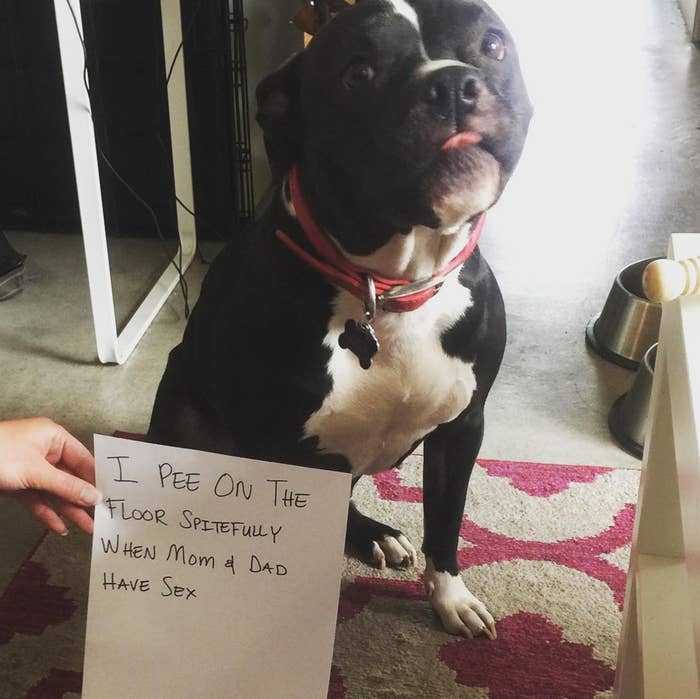 15 Things That Dogs And ONLY Dogs Look Cute Doing 15-things-that-dogs-and-only-dogs-look-cute-doing