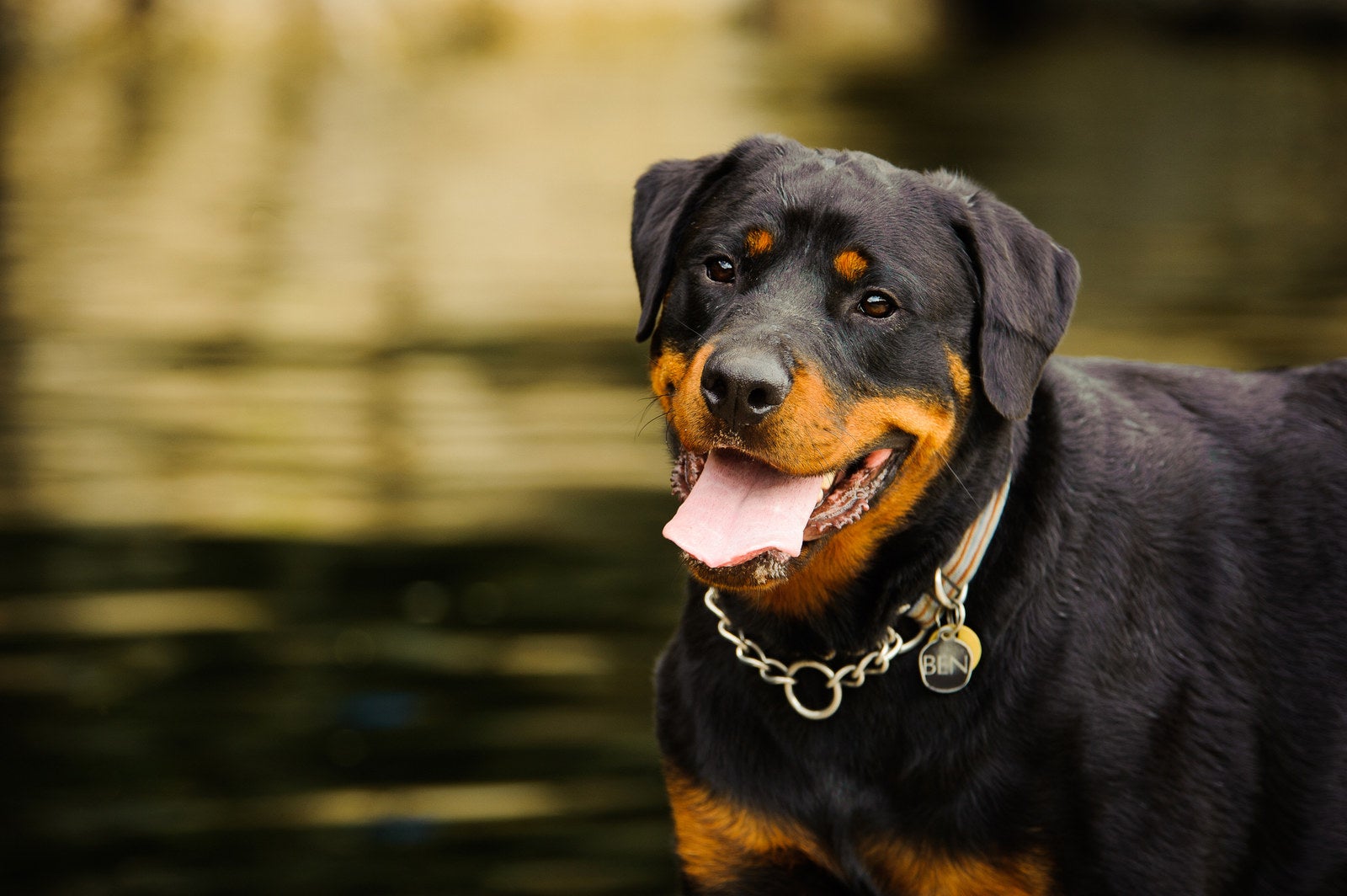 Dogs?: Quality Vs Quantity