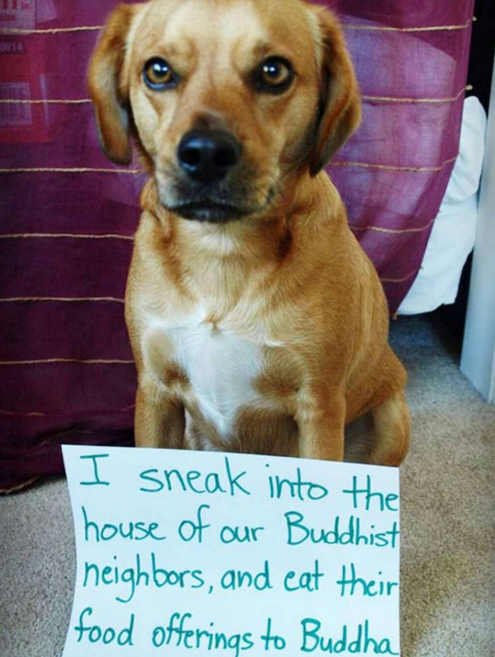 15-things-that-dogs-and-only-dogs-look-cute-doing