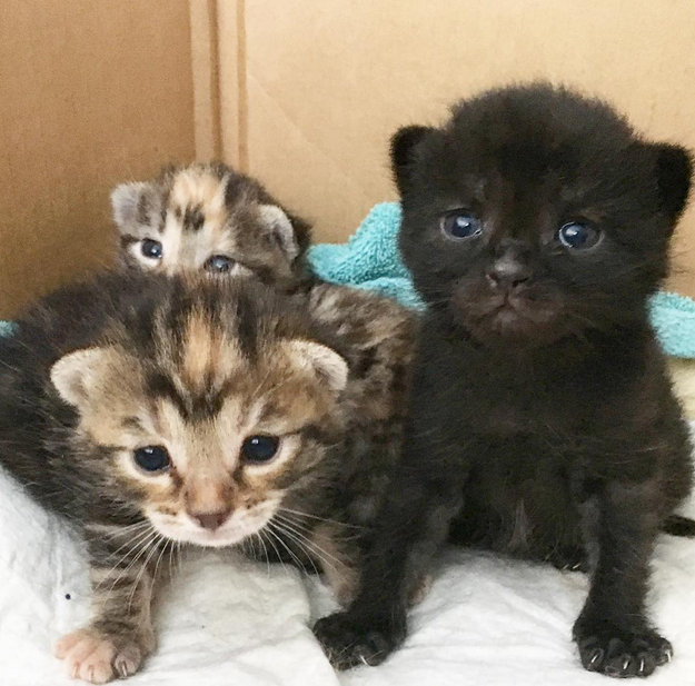 And this herd of felines who are thinking about eating you for dinner.