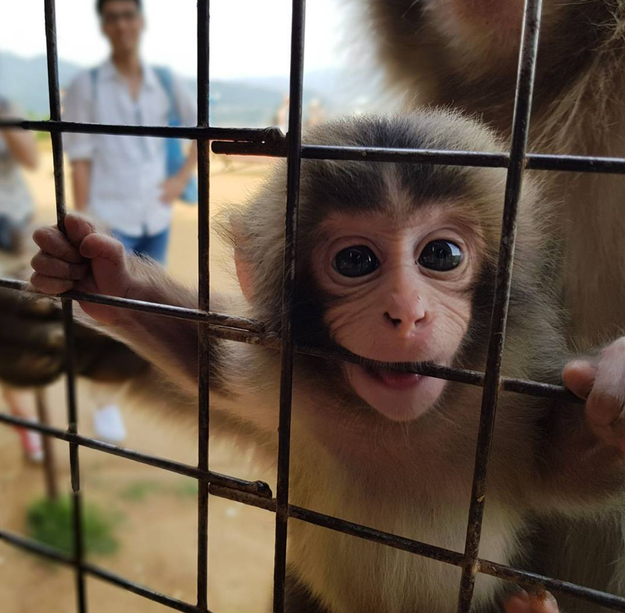 This scary guy who will bite through you like he does with this steel cage.