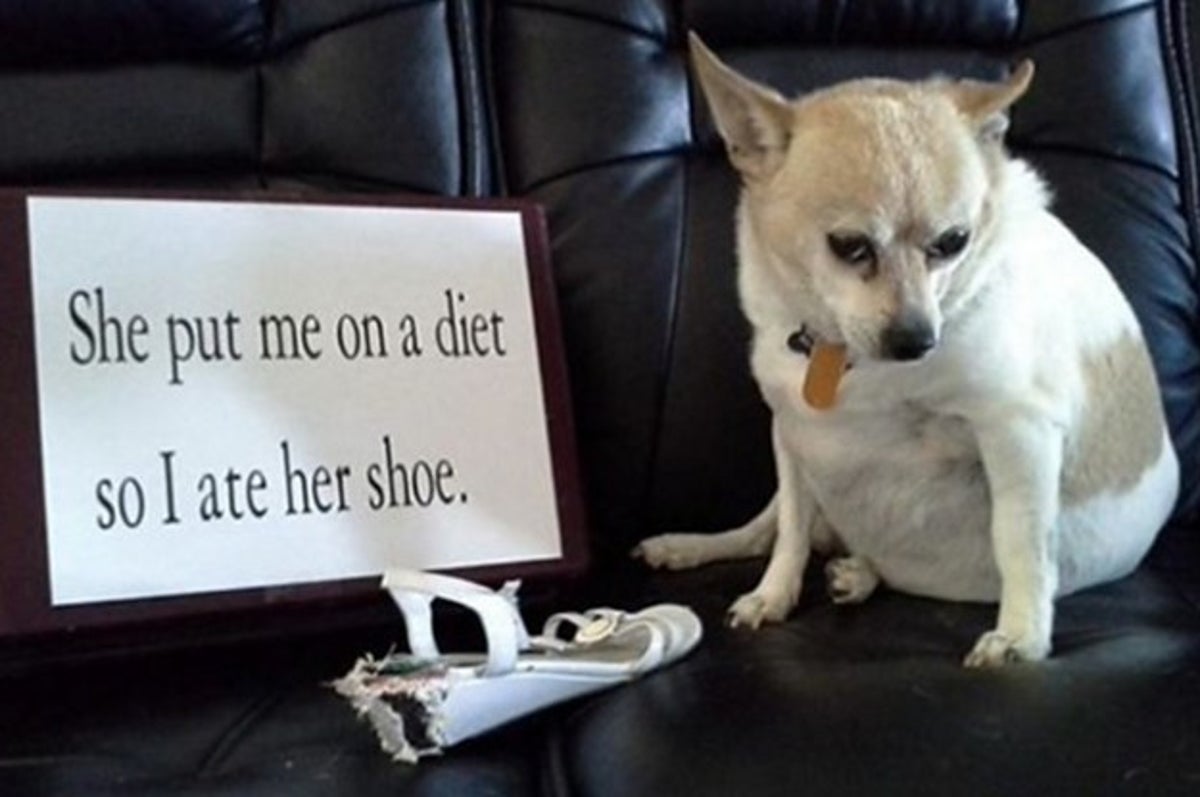 15 Things That Dogs And ONLY Dogs Look Cute Doing
