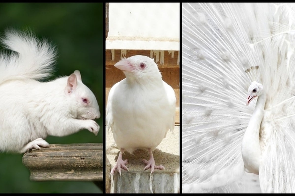 全身が白く生まれた美しい動物たち 京都府では珍しい真っ白なカラスが見つかる