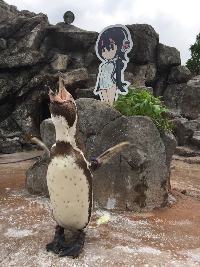 This Story About A Penguin Falling In Love With An Anime Cutout Is An  OscarWorthy Love Story