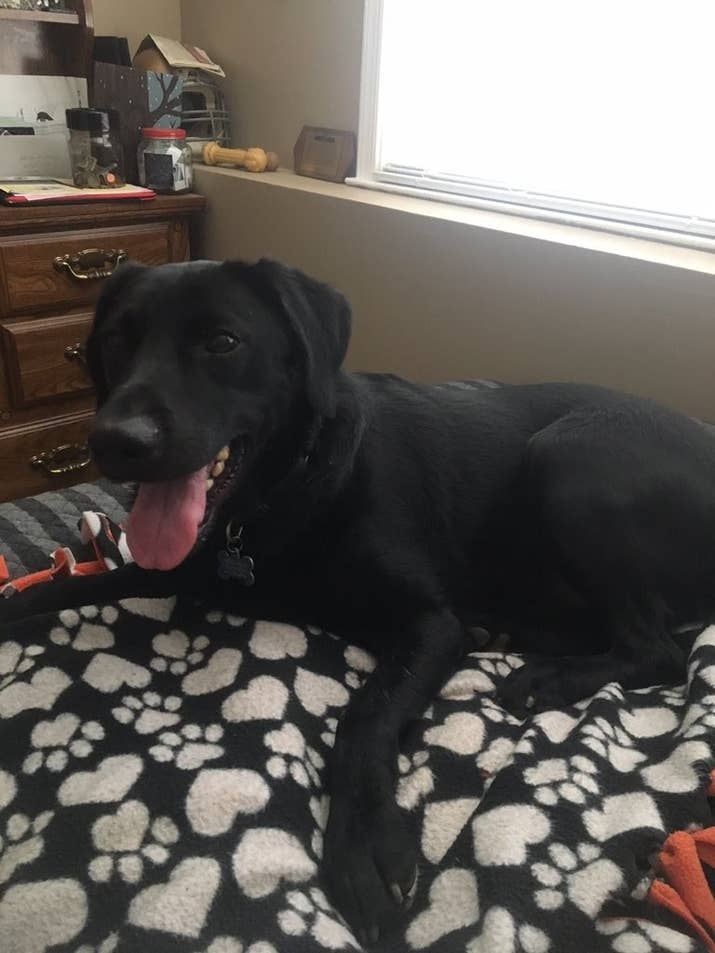 "The amazing thing about Alpha is that he knows 20 to 40 minutes before my blood sugar actually does go low or high due to his amazing sense of smell," he said.