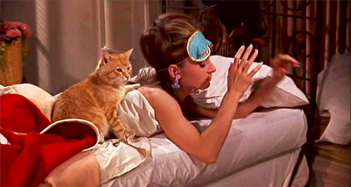 Your cat is on it's ninth life!
